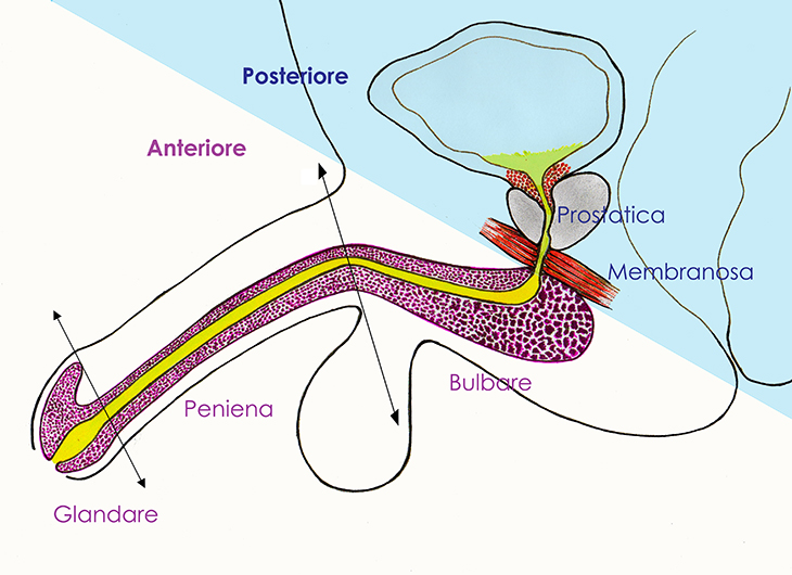 Stenosi uretrale Humanitas Cellini Torino Clinica